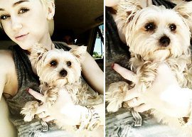 Miley Cyrus escreve sobre a morte de sua cachorrinha =(