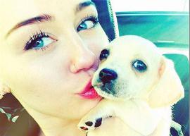 Miley Cyrus adota filhote de cachorro