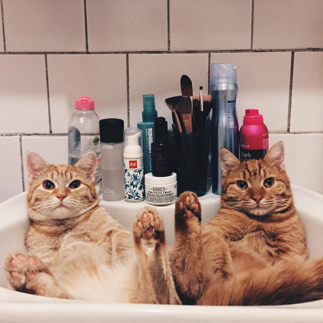 Esses dois gatinhos foram adotados e agora não se desgrudam mais