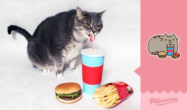 Pusheen gato da vida real comendo