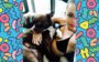 5 famosas que adoram tirar selfie com seus pets