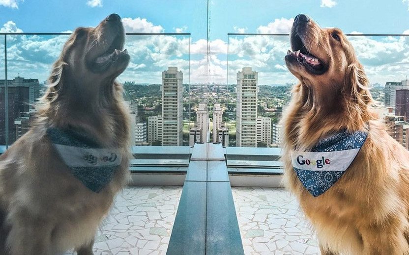 fotos de pets