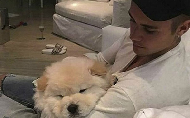 justin bieber e todd, seu cachorro
