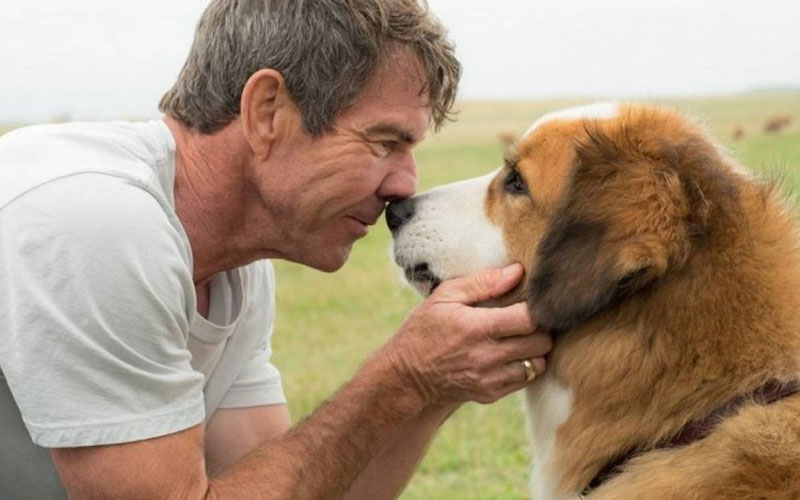 quatro vidas de um cachorro: cachorro e dono humano