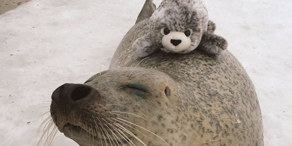 Foca