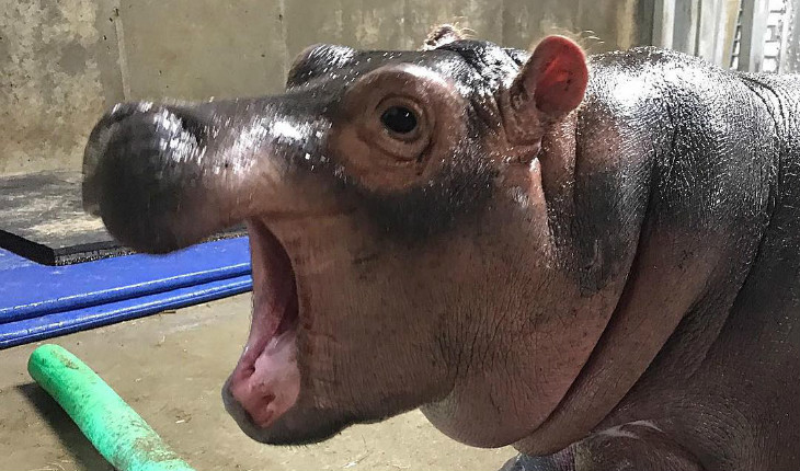 Hipopótamo