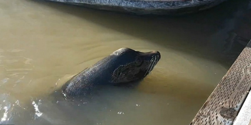 Leão-marinho puxando garota no mar