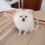 Cachorro de Flávia Pavanelli dentro da mala