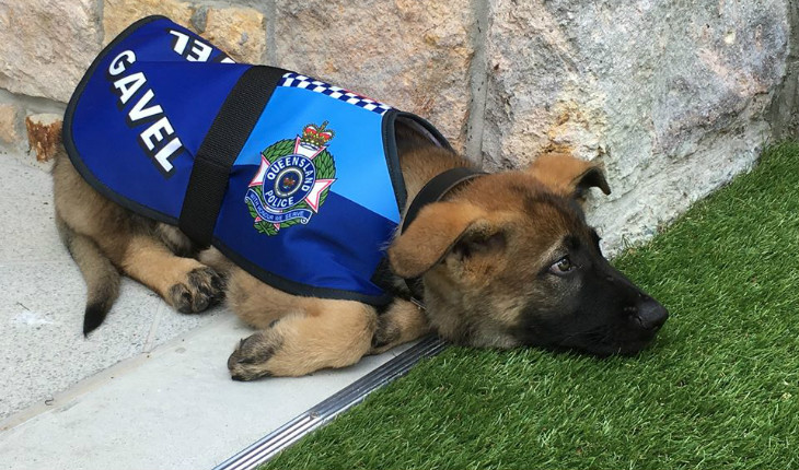 Cão Gavel