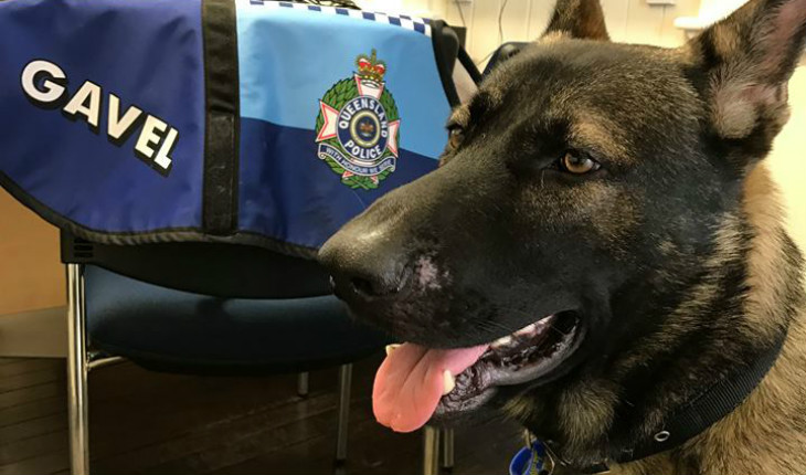 Cão Gavel