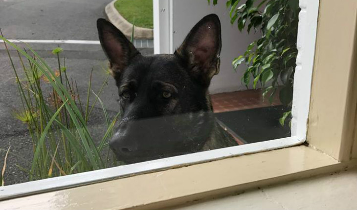 Cão Gavel