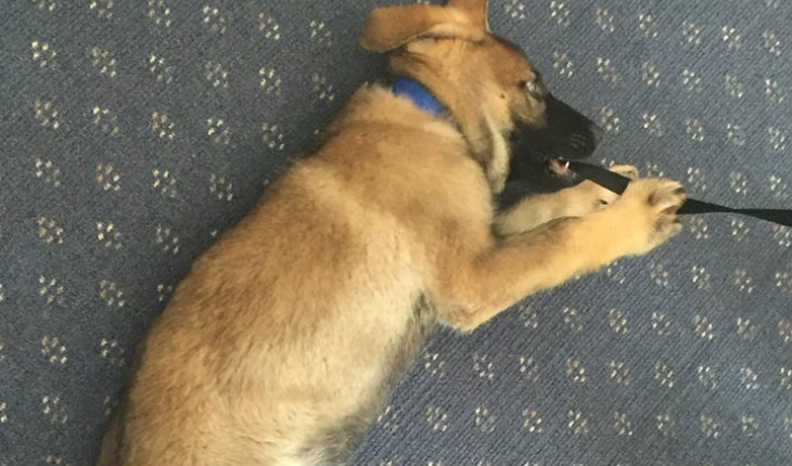 Cão Gavel