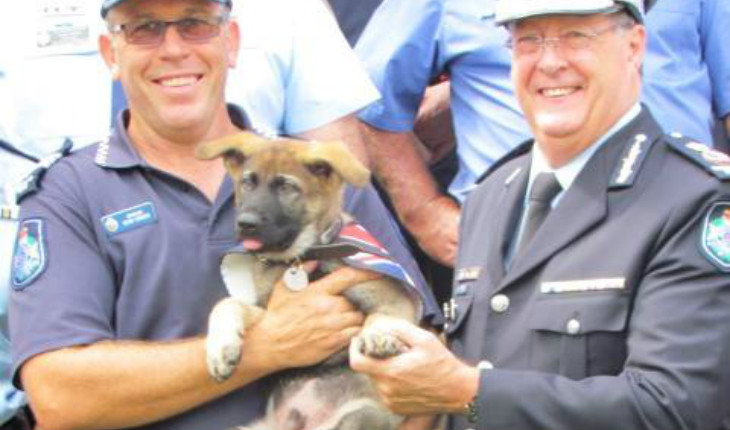 Cão Gavel