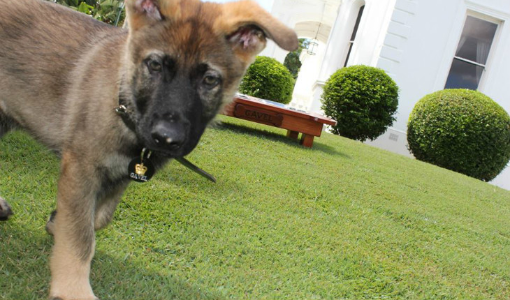 Cão Gavel
