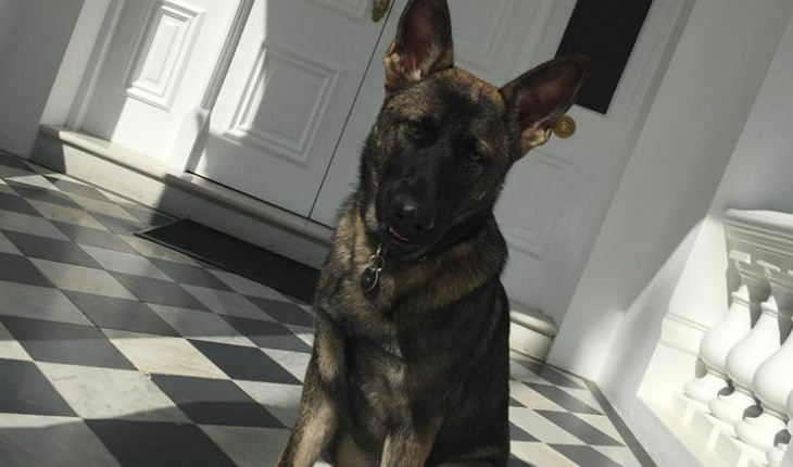 Cão Gavel