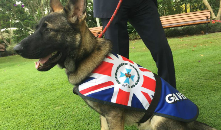 Cão Gavel