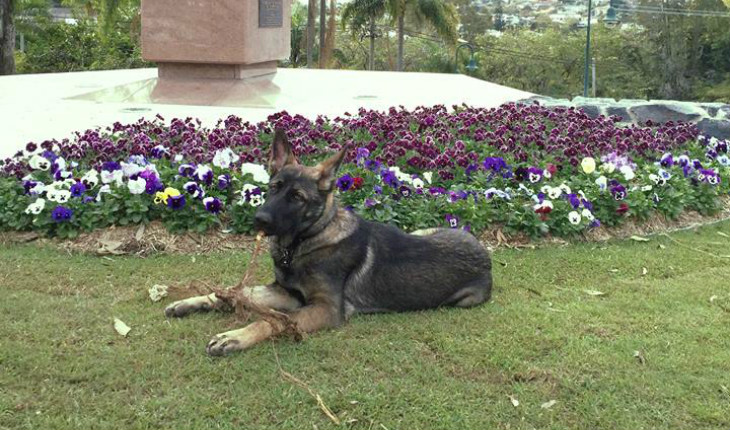 Cão Gavel