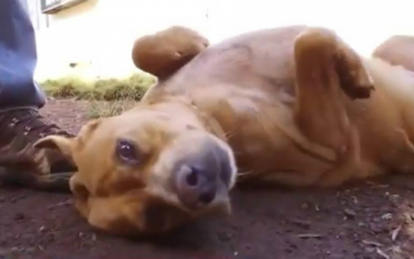 Cão