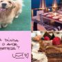 cachorros-comida-paisagem-frase