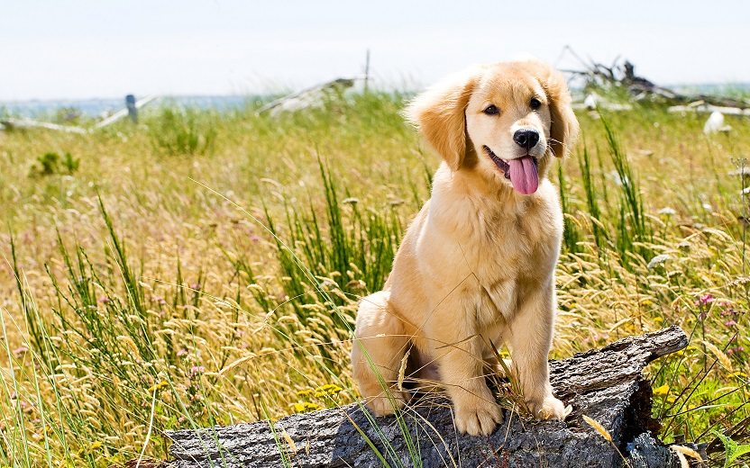 Veja as diferenças entre as raças de cachorros e como escolher o seu pet!
