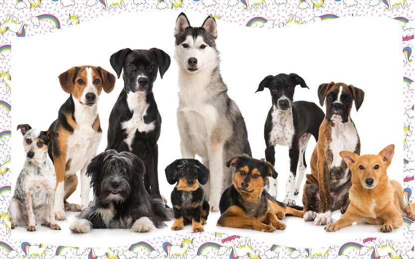 Faça o teste e descubra qual raça de cachorro é sua cara!