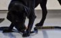 lulu, a cachorra demitida da cia