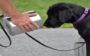 lulu, a cachorra demitida da cia