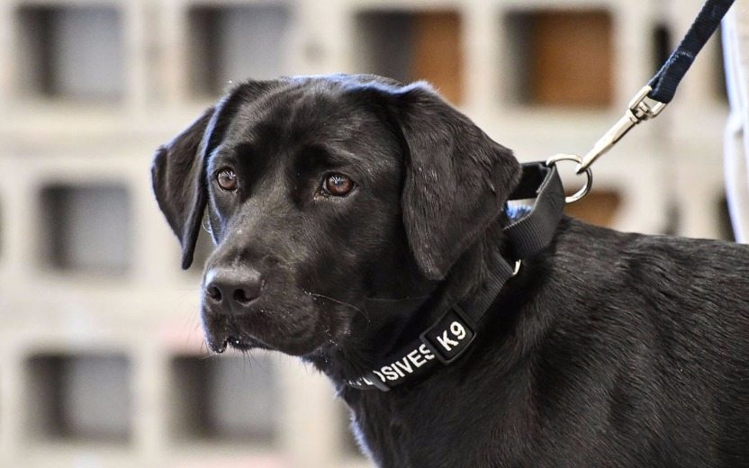 lulu a cachorra é demitida da cia