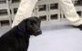 lulu, a cachorra demitida da cia