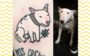 tatuagem de pets