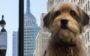 Netflix em março de 2018: BENJI
