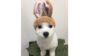 cachorro fofo