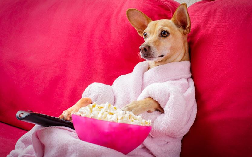 netflix e pets