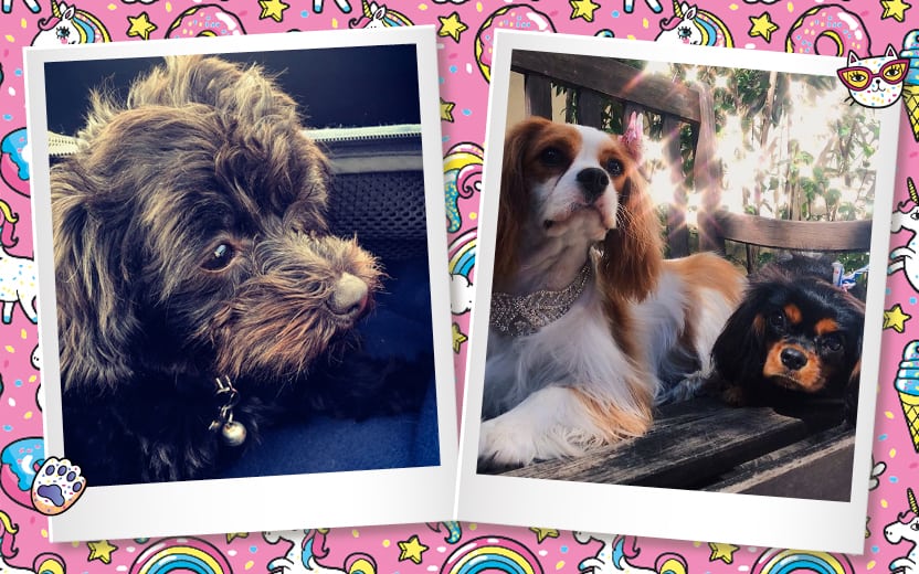 Fotos dos pets dos famosos