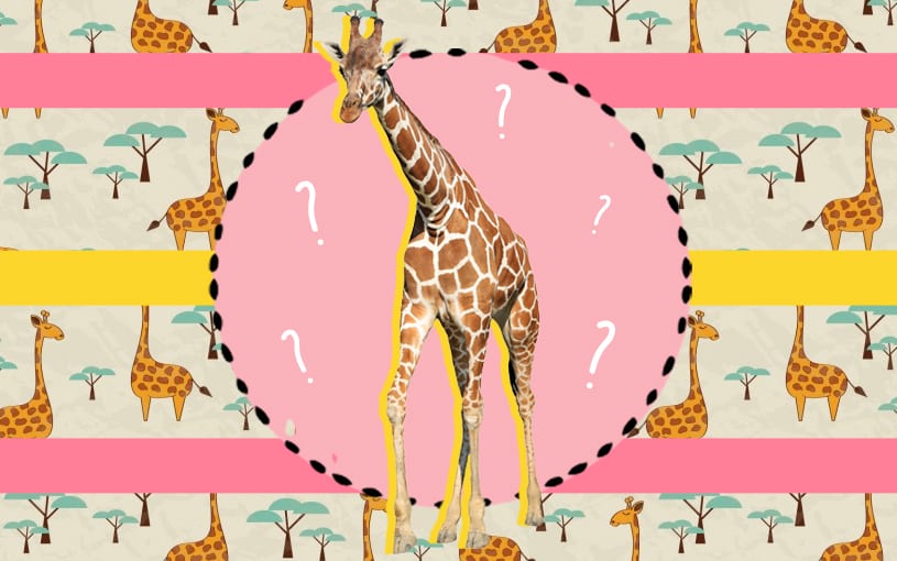Pose do bebê girafa