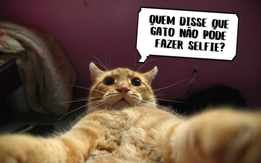 GAto tirando selfie - Quem disse que