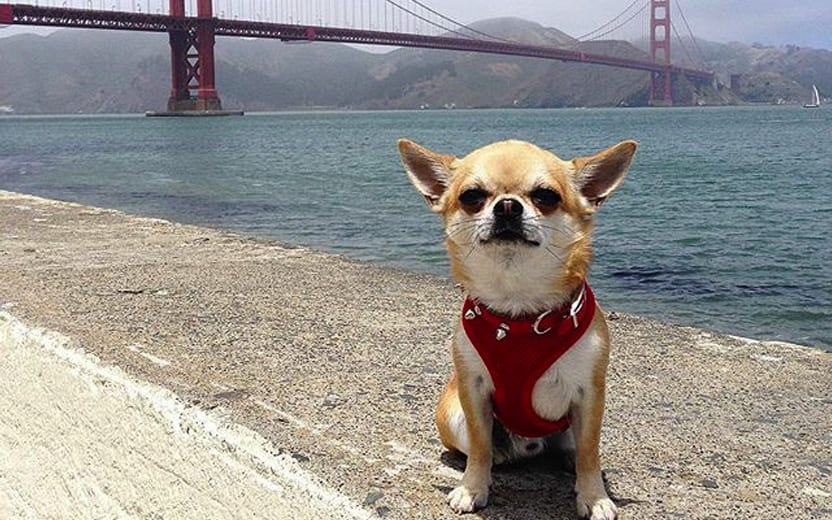 chihuahua viajante