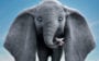 dumbo