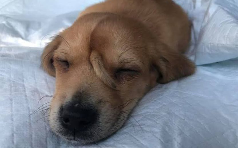 cachorro com rabo na testa