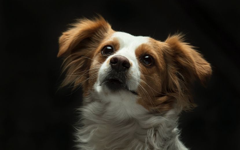 Confira alguns cuidados básicos para o bem estar dos pets na quarentena