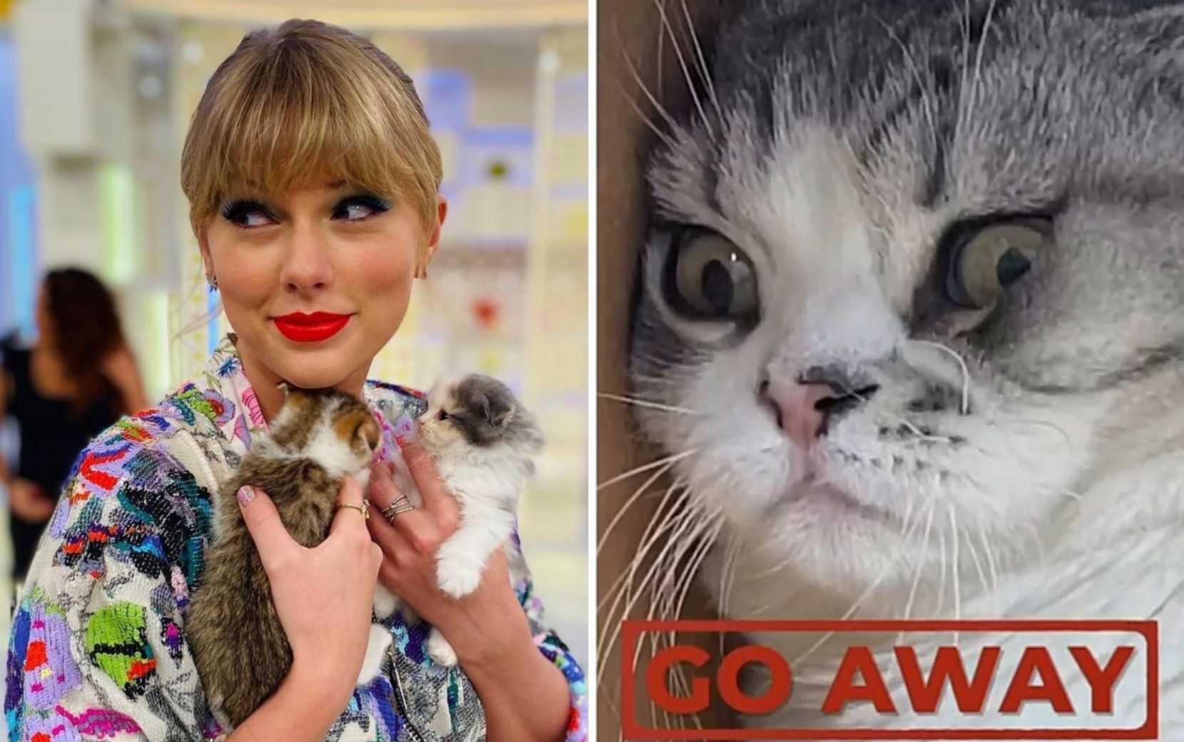 Taylor Swift explica ausência de sua gata nas redes sociais em vídeo hilário