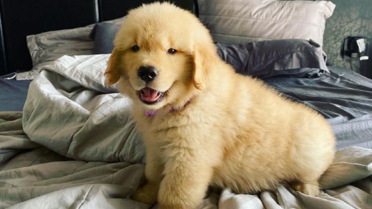 Você precisa ver o novo cachorrinho de Bianca Andrade e Fred