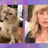 Gata de Taylor Swift tem fortuna avaliada em valor milionário; confira