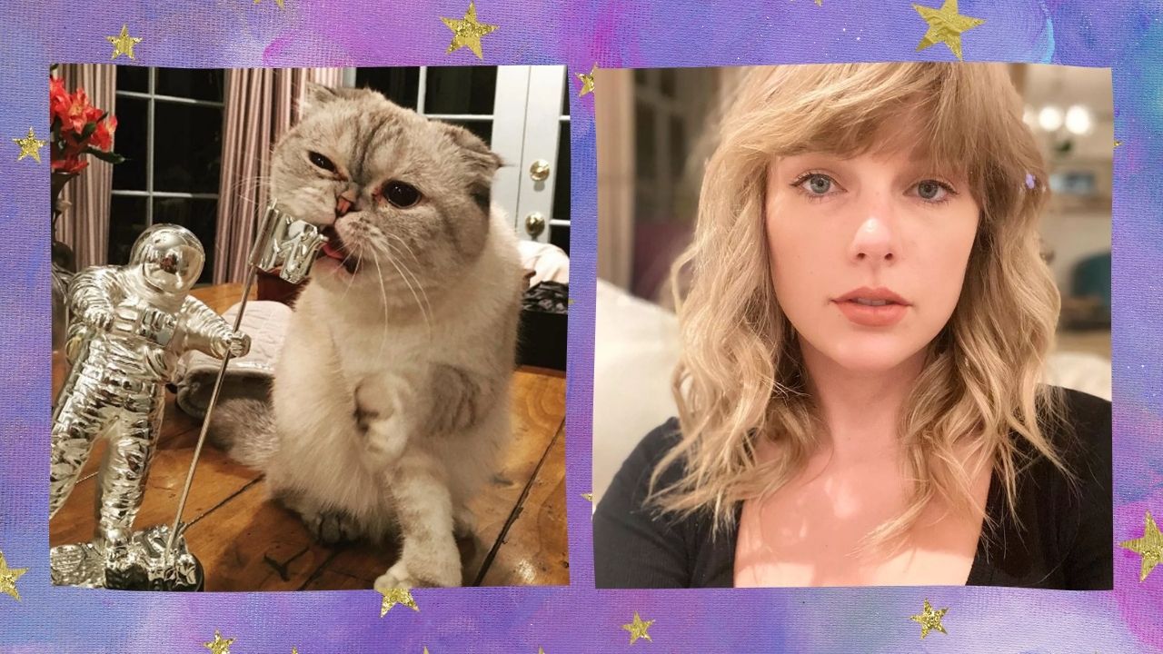 Gata de Taylor Swift tem fortuna avaliada em valor milionário; confira